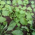 Sanguisorba minorBlad