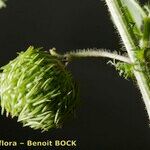 Medicago intertexta Fruit