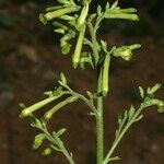 Nicotiana paniculata Alia