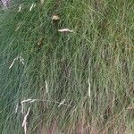 Festuca flavescens Hoja