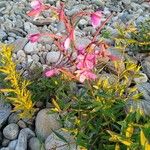 Gaura lindheimeri Flower