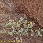 Helianthemum gorgoneum Habitat