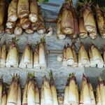 Bambusa vulgaris Лист