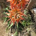 Aloe purpurea Kukka