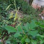 Desmodium tortuosum Leaf