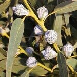 Eucalyptus globulusFruit