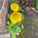 Papaver cambricum Kukka