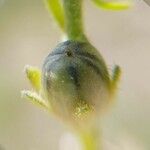 Linaria simplex Frutto
