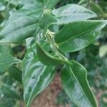 Sarcococca orientalis Leaf