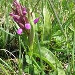 Dactylorhiza majalis Likasa