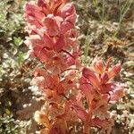 Orobanche alba Fula