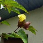 Gossypium barbadense Leaf