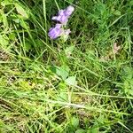 Lobelia siphiliticaFlower