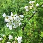 Rubus argutus Кветка