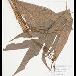 Geonoma leptospadix Hoja