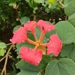 Bauhinia galpinii Flower