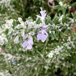 Salvia jordaniiBlomst