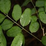 Lennea viridiflora Leaf