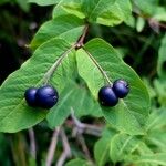 Lonicera nigra Fruit