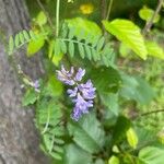 Vicia craccaFlor