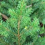 Picea omorika ഇല