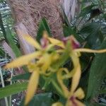 Prosthechea cochleata 花