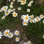 Anthemis arvensis Flower