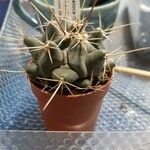 Thelocactus rinconensis Hábito