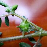 Tribulus terrestris Fruto