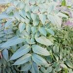 Dahlia imperialis Hoja