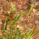 Carex pallescens Folha