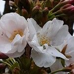 Prunus × yedoensis 花