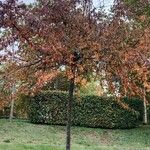 Malus hupehensis Habit