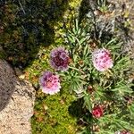 Armeria maritima Virág