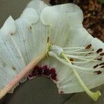 Rhododendron sinogrande Owoc