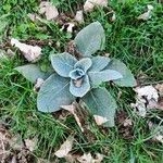 Verbascum thapsusBlad