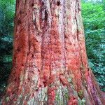 Sequoiadendron giganteum বাকল