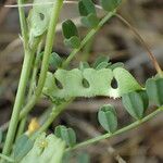 Hippocrepis biflora Fruit