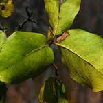 Diospyros kirkii Folio