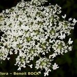 Heracleum ligusticifolium