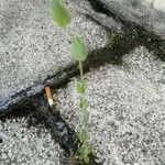 Blackstonia imperfoliata Blatt