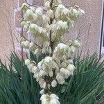 Yucca gloriosa Blomst