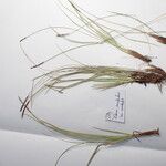 Carex esenbeckii 其他