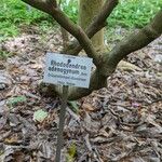 Rhododendron adenogynum Other