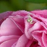 Rosa × damascena Muu