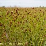 Rhynchospora fusca Habit