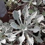 Achillea umbellata Deilen