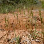 Festuca octoflora 整株植物