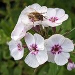 Phlox paniculataപുഷ്പം