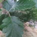 Sorbus intermedia Leaf